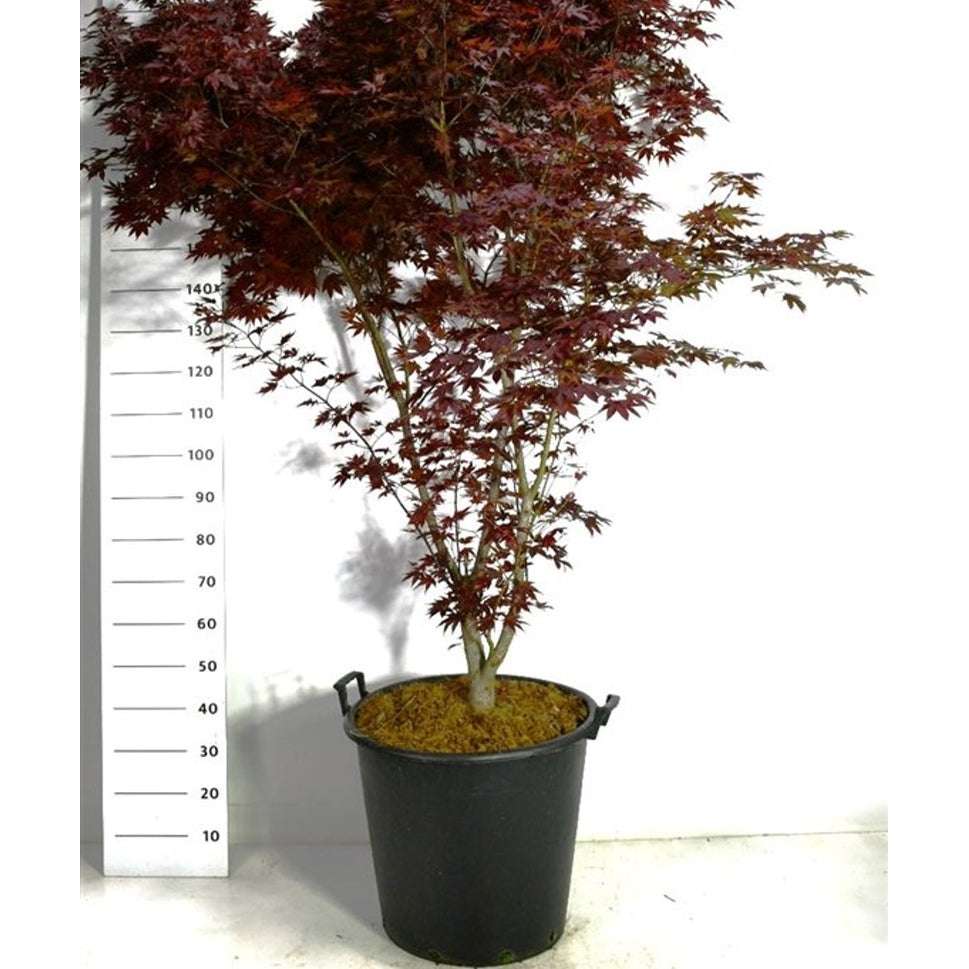 Japansk lönn – Acer palmatum 'Fireglow' - C75 175-200 cm.